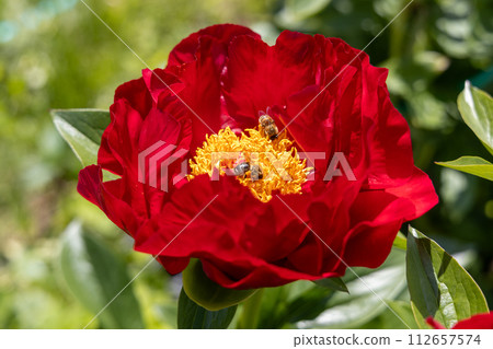 Paeonia Mackinac Grand flowers in garden. Bright red peony flowers, close-up 112657574