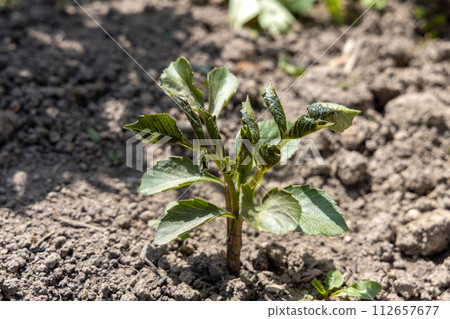 Young dahlia plant, leaves damaged by frost. Young dahlia plant, leaves damaged by frost. 112657677