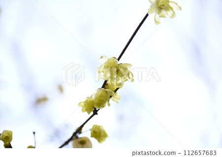 冬天參觀天龍寺 112657683