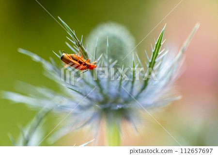 Rhagonycha fulva or rufous softfoot on a blue eryngium flower Rhagonycha fulva or rufous softfoot on a blue eryngium flower 112657697