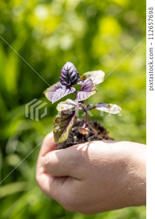 A male farmer holds a basil seedling in his hands. Agriculture and farming concept. 112657698