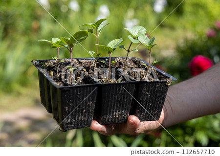 A male farmer holds a basil seedling in his hands. Agriculture and farming concept. 112657710
