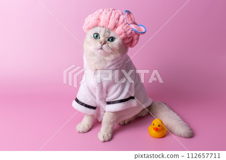 Cute white cat in pink shower cap in a white bathrobe, on a pink background Cute white cat in pink shower cap in a white bathrobe, on a pink background 112657711