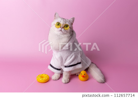 Charming white cat in yellow glasses is sitting in a white bathrobe, on a pink background Charming white cat in yellow glasses is sitting in a white bathrobe, on a pink background 112657714