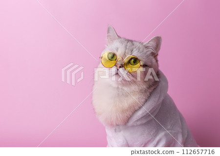 charming white cat in yellow glasses is sitting in a white bathrobe, on a pink background charming white cat in yellow glasses is sitting in a white bathrobe, on a pink background 112657716