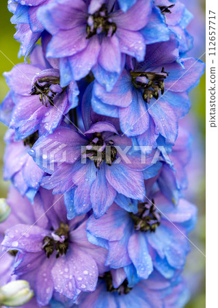 Blue Delphinium with water drops macro Blue Delphinium with water drops macro 112657717