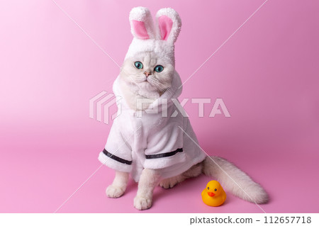 Cute white cat in a hat with bunny ears, in a white coat, on a pink background Cute white cat in a hat with bunny ears, in a white coat, on a pink background 112657718