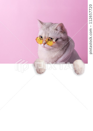 A white cat in yellow glasses, peeks out from behind a white empty banner A white cat in yellow glasses, peeks out from behind a white empty banner 112657720