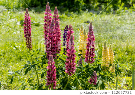Lupines, lupine plant with pink, yellow, purple flowers growing in the garden Lupines, lupine plant with pink, yellow, purple flowers growing in the garden 112657721