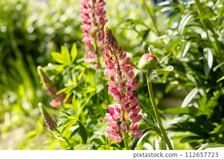 Pink lupines blooming on spring in the garden Pink lupines blooming on spring in the garden 112657723