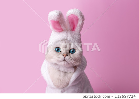 Funny white cat in a hat with bunny ears, in a white coat, on a pink background,close up 112657724