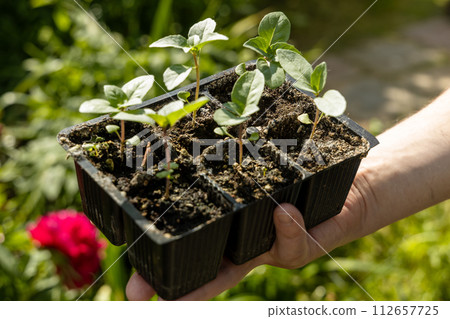 A male farmer holds a basil seedling in his hands. Agriculture and farming concept. A male farmer holds a basil seedling in his hands. Agriculture and farming concept. 112657725