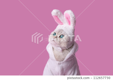 Portrait of white cat in a hat with bunny ears, in a white coat, on a pink background,close up Portrait of white cat in a hat with bunny ears, in a white coat, on a pink background,close up 112657730