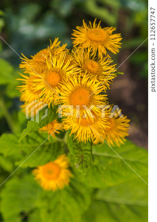 Inula helenium or horse healing or elfdoc many yellow flowers with green. Elecampane Inula helenium or horse healing or elfdoc many yellow flowers with green. Elecampane 112657747
