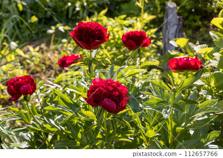Red Peony albiflora. Paeonia officinalis Red Charm in the garden, macro photo Red Peony albiflora. Paeonia officinalis Red Charm in the garden, macro photo 112657766