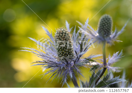 Eryngium alpinum 'Blue Jackpot' also known as Blue Sea Holly Eryngium alpinum 'Blue Jackpot' also known as Blue Sea Holly 112657767