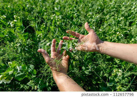 Hands holding a pea flower blooming on the branches of plants in the fields Hands holding a pea flower blooming on the branches of plants in the fields 112657796