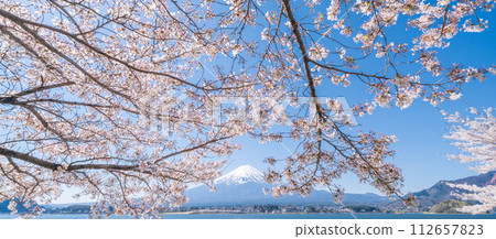從山梨縣河口湖畔眺望富士山和盛開的櫻花 112657823