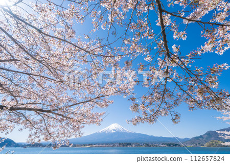Mt. Fuji and cherry blossoms in full bloom seen from the shore of Lake Kawaguchi in Yamanashi Prefecture Mt. Fuji and cherry blossoms in full bloom seen from the shore of Lake Kawaguchi in Yamanashi Prefecture 112657824