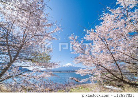 Mt. Fuji and cherry blossoms in full bloom seen from the shore of Lake Kawaguchi in Yamanashi Prefecture 112657825