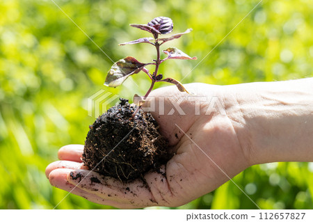 A male farmer holds a basil seedling in his hands. Agriculture and farming concept. 112657827