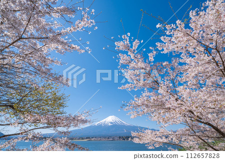 從山梨縣河口湖畔眺望富士山和盛開的櫻花 112657828