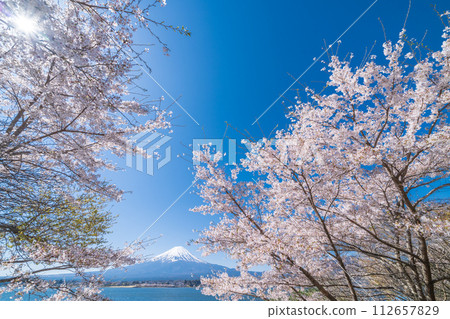 Mt. Fuji and cherry blossoms in full bloom seen from the shore of Lake Kawaguchi in Yamanashi Prefecture Mt. Fuji and cherry blossoms in full bloom seen from the shore of Lake Kawaguchi in Yamanashi Prefecture 112657829