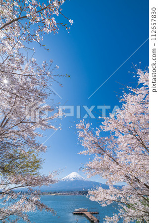 從山梨縣河口湖畔眺望富士山和盛開的櫻花 112657830