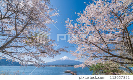從山梨縣河口湖畔眺望富士山和盛開的櫻花 112657831