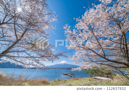從山梨縣河口湖畔眺望富士山和盛開的櫻花 112657832