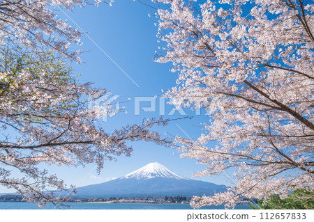 從山梨縣河口湖畔眺望富士山和盛開的櫻花 112657833