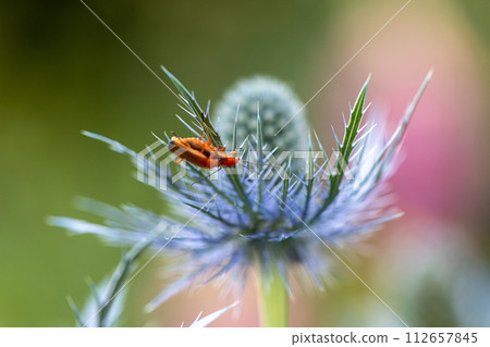 Rhagonycha fulva or rufous softfoot on a blue eryngium flower Rhagonycha fulva or rufous softfoot on a blue eryngium flower 112657845