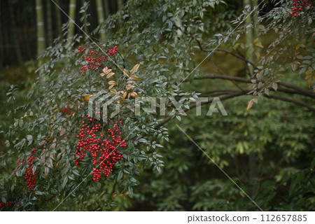 Visit Tenryuji Temple in winter 112657885