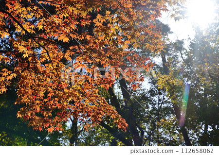 紅葉純彩池公園（新潟縣） 112658062