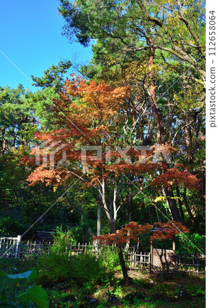 紅葉純彩池公園（新潟縣） 112658064