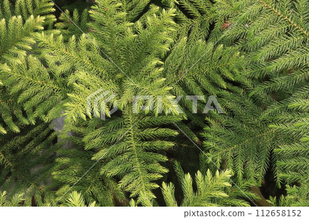Araucaria leaf plant on farm 112658152