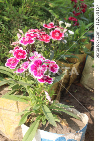 dianthus barbatus white pink flower plant 112658157