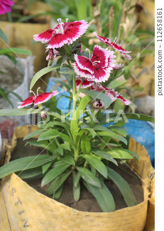 dianthus barbatus white pink flower plant dianthus barbatus white pink flower plant 112658161