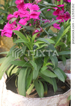 dianthus barbatus white pink flower plant 112658162