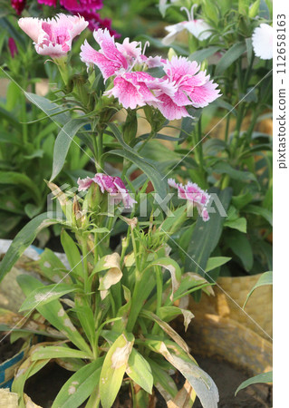 dianthus barbatus white pink flower plant 112658163