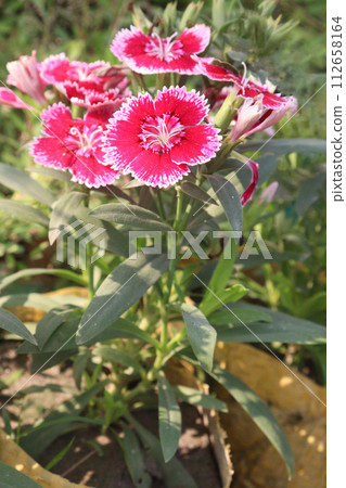 dianthus barbatus white pink flower plant 112658164