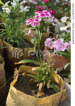 dianthus barbatus white pink flower plant dianthus barbatus white pink flower plant 112658169