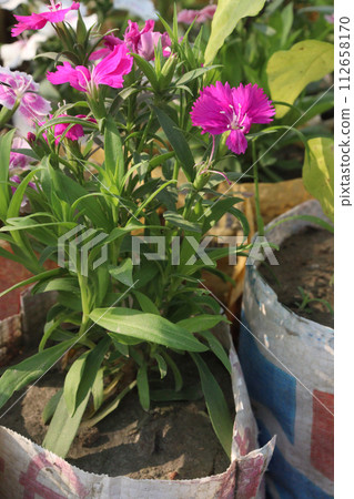 dianthus barbatus white pink flower plant dianthus barbatus white pink flower plant 112658170