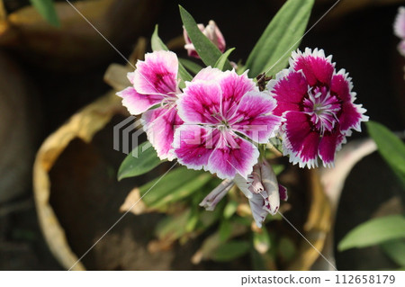 dianthus barbatus white pink flower plant dianthus barbatus white pink flower plant 112658179