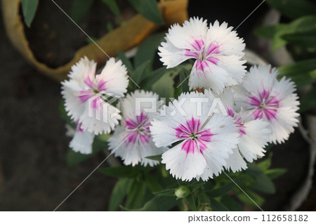 dianthus barbatus white pink flower plant dianthus barbatus white pink flower plant 112658182