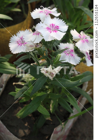 dianthus barbatus white pink flower plant 112658184