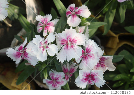 dianthus barbatus white pink flower plant 112658185