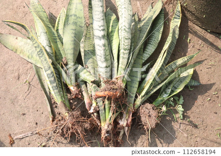 Dracaena trifasciata leaf plant on farm Dracaena trifasciata leaf plant on farm 112658194