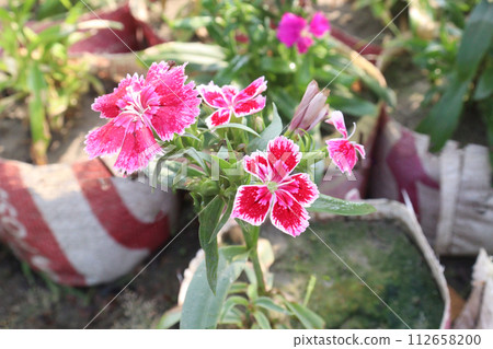 dianthus barbatus white pink flower plant dianthus barbatus white pink flower plant 112658200