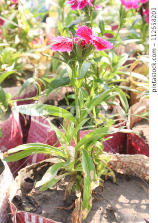 dianthus barbatus white pink flower plant 112658201